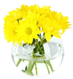 Being-Yellow-JMK-Florist