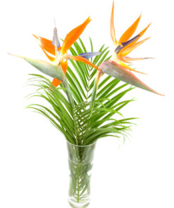 Bird of Paradise JMK Florist