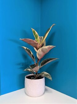 Tropical-Plant-2-JMK-Florist