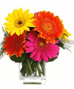 t fiesta gerbera 50 1 Copy